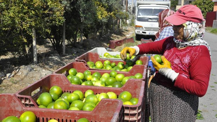 Erkenci cinsin hasadına başlandı