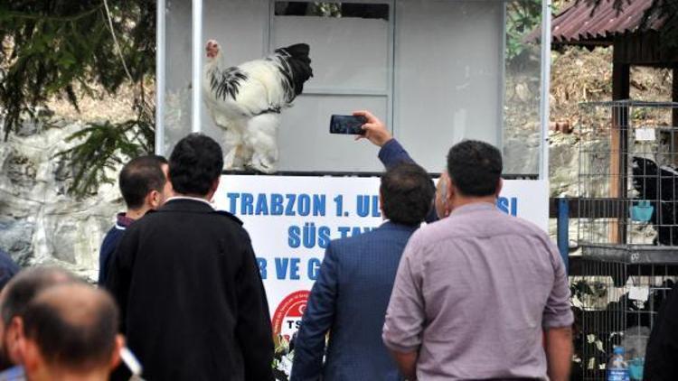 Trabzonda otomobil fiyatına tavuk ve horoz satıldı