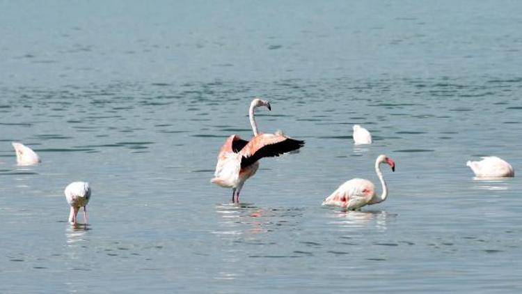 Van’da flamingo festivali