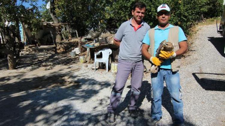 Temizlik işçileri, yolda buldukları Kızıl Şahine sahip çıktı