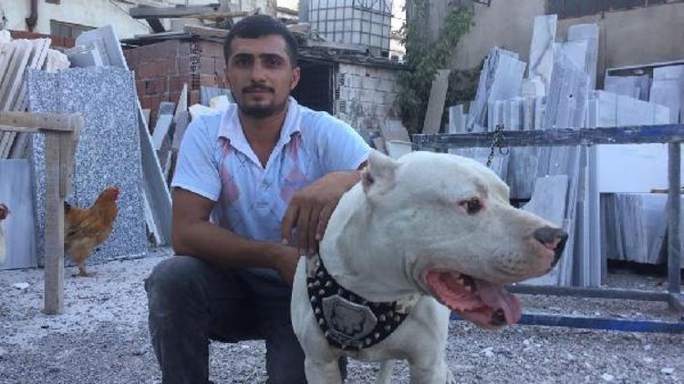 Hırsızlar mermer atölyesinin köpeğini çaldı