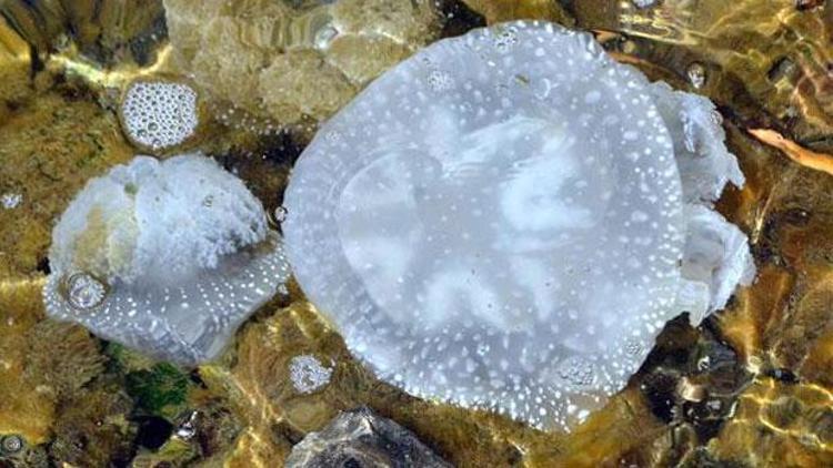 Muğla’da yeni bir denizanası türü bulundu