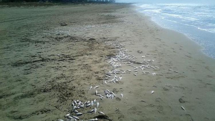 Silifke sahilinde ölü balık tedirginliği