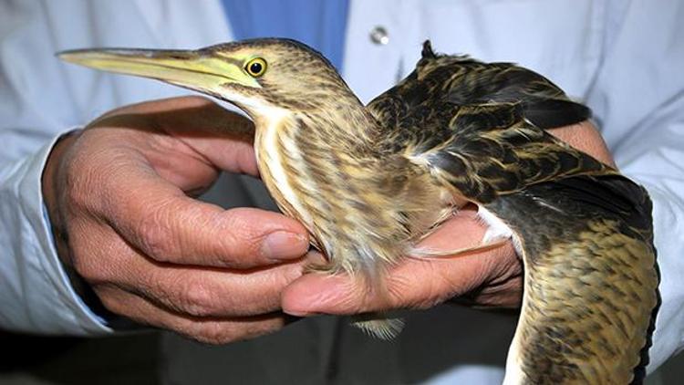 Görünce hemen yakalayıp veterinere götürdü