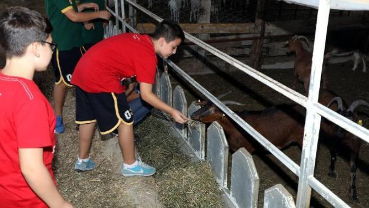 Çukurova Üniversitesi’nin akademik keçileri minik hayranlarıyla buluştu