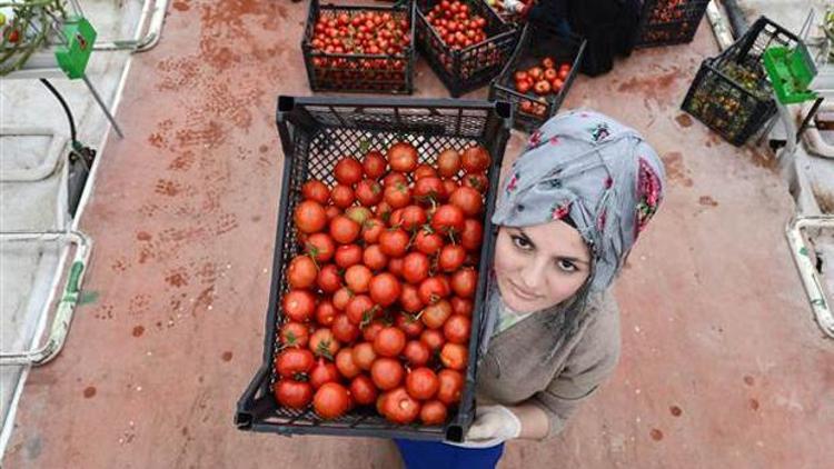 Son dakika... Türkiyeden ne zaman domates alacaklarını açıkladılar...