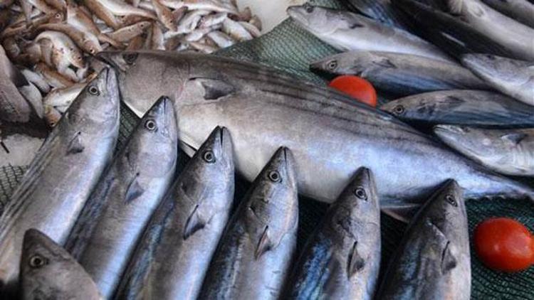 Balıkçıların ağlarına takıldı Tanesi 80 lira