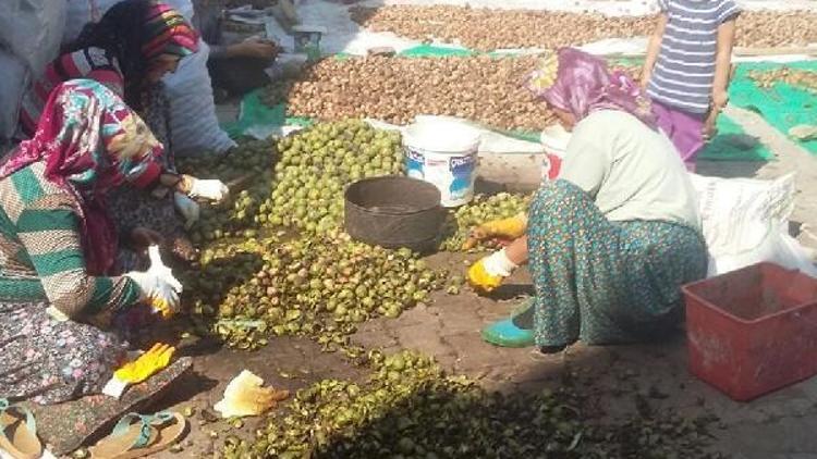 Çorumda ceviz üreticisinin hasat mutluluğu