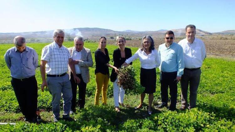 Tescilli Osmaniye Yerfıstığı koruma altına alındı