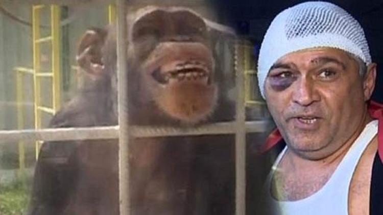 Kıskanç şempanze, eşini öpen bakıcıyı hastanelik etti