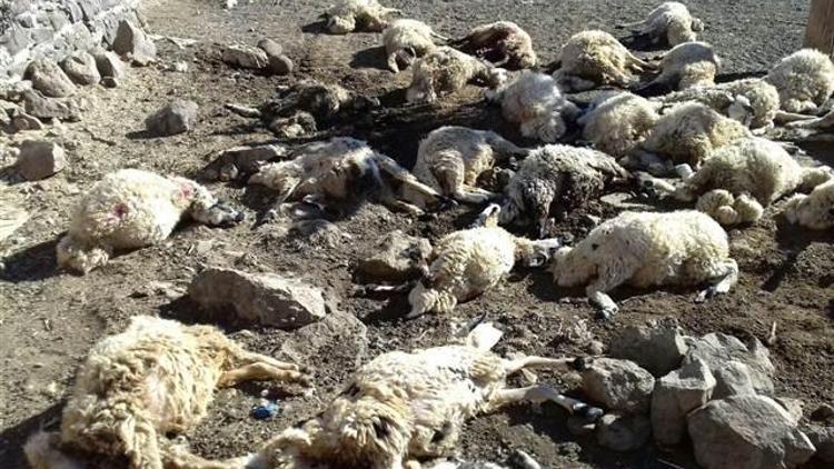 Kurtlar saldırdı... 40 koyunu öldürdüler