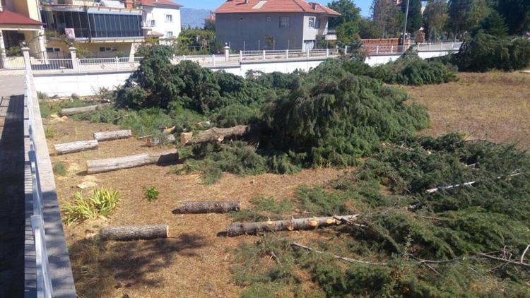 Meteorolojik ölçümleri engelliyor diye ağaçları kestiler