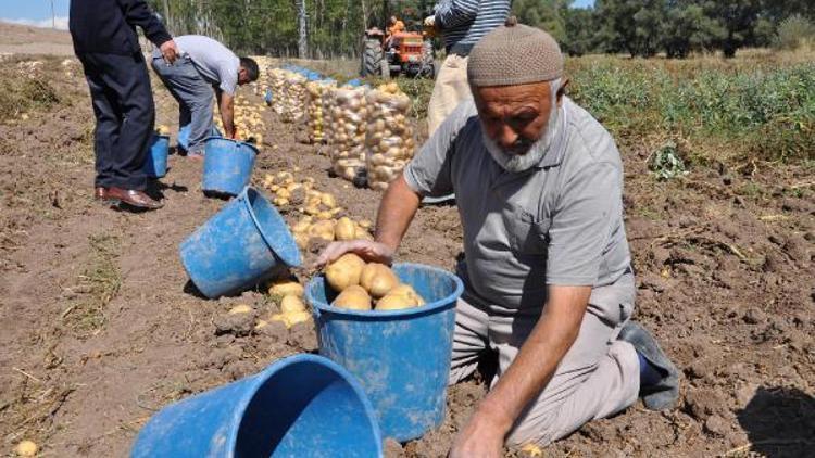 Patates ekimi yapan çiftçilerin pazar ve işçi sıkıntısı