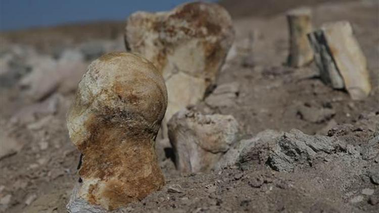 Keçi çobanı Kayseride buldu... 6 milyon yıllık