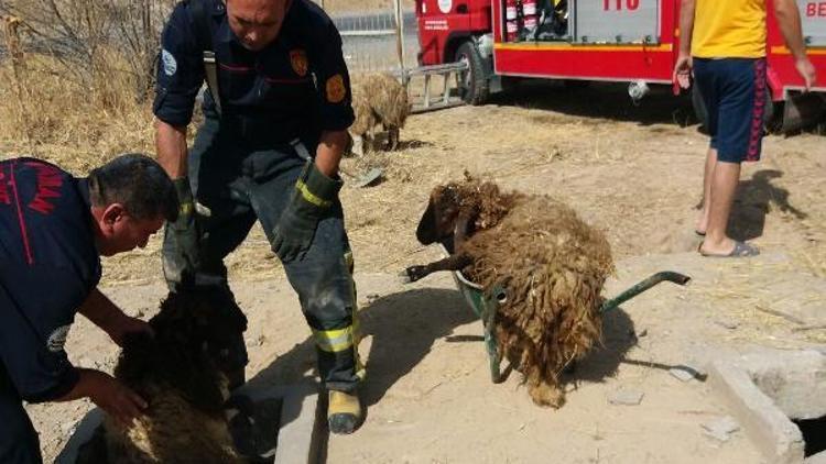 Köpeklerden kaçan koyun sürüsü kuyuya düştü; 1 koyun telef oldu