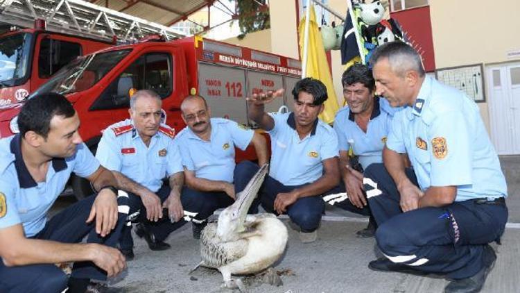 Yaralı pelikanı itfaiye kurtardı