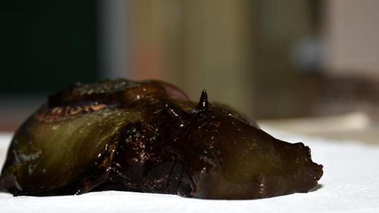 Çanakkalede ilk kez görülen deniz tavşanı öldü