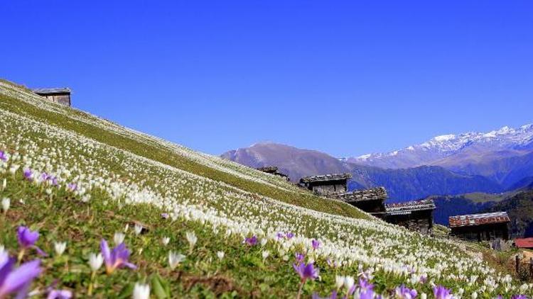 Doğu Karadeniz ‘Vargit’ çiçekleri ile beyaza büründü