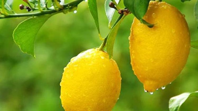 100 tonluk bahçede 30 ton limon var