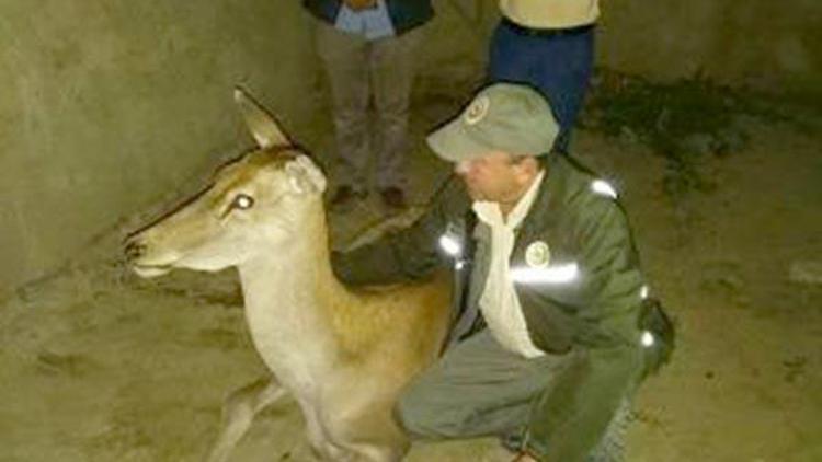 Yaralı geyik tedavi altına alındı