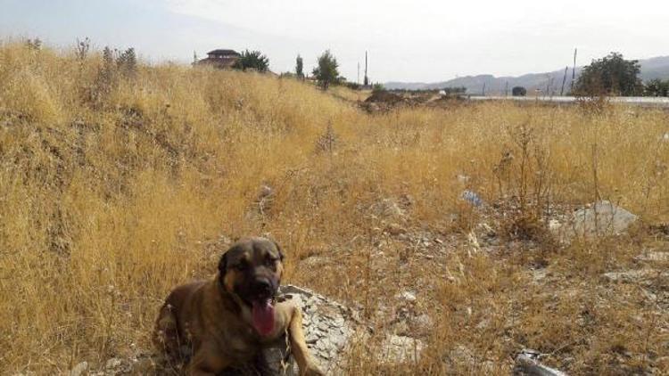 Besni’de, tüfekle köpeği yaralayan kişiye 5 bin lira ceza