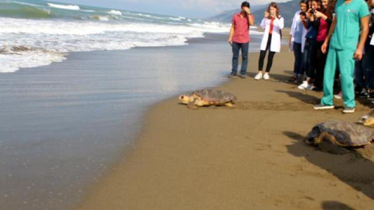 Tedavi edilen kaplumbağalar denize bırakıldı