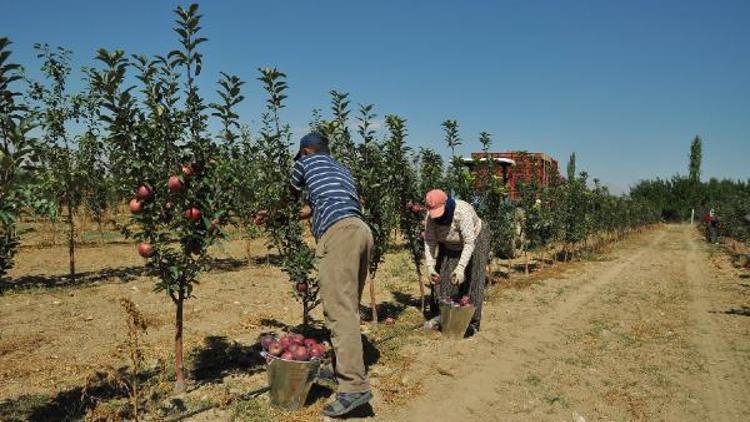 Elma deposu Niğdede hasat başladı