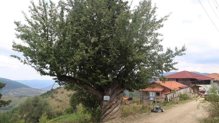 ‘Burgulu’ armut koruma altında