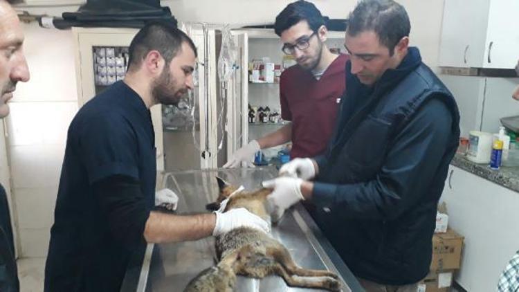 Yaralı yavru tilki, çevredekilerin dikkati sayesinde tedaviye alındı