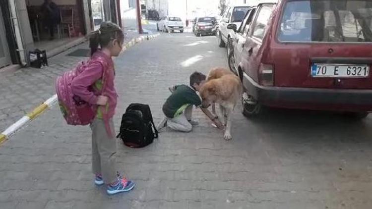 Yaralı köpeğe şefkat gösteren minik Mehmet, altınla ödüllendirildi