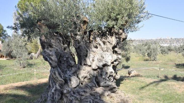 Otoyol inşaatından kurtarılan 800 ve 1200 yıllık iki ağaç, zeytin verdi