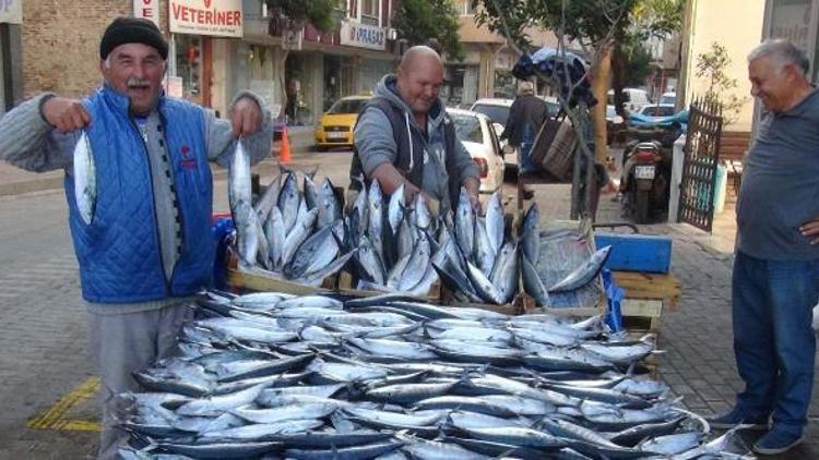 Palamut sokağa taştı, fiyatlar dip yaptı