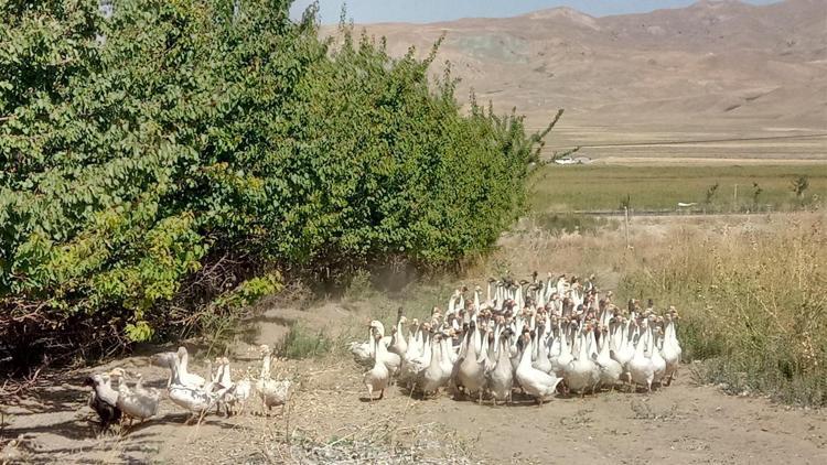 2 kazla başladı, şimdi çiftlik sahibi