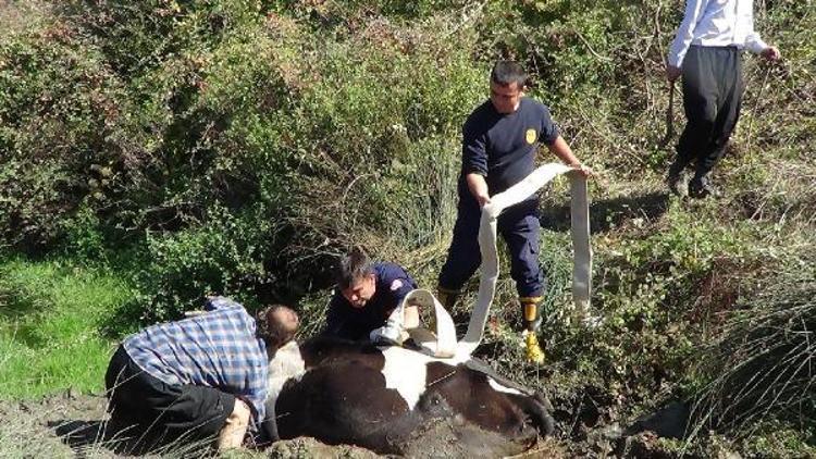 Bataklığa saplanan inek, 4 saatte kurtarıldı