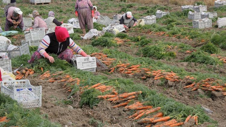 20 bin dekarda havuç hasadı