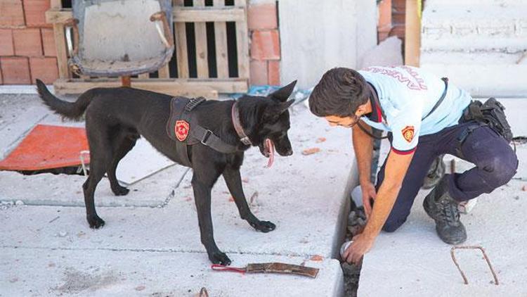 Boomer için bir damla kan yeterli