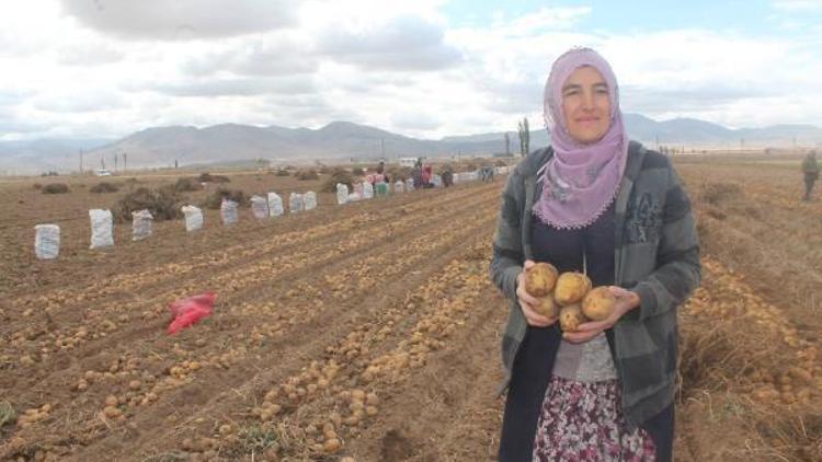 Kadın çiftçilerin patatesleri hasat edildi