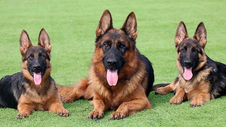 Almanya’da köpeklere 6 bin lira emeklilik maaşı