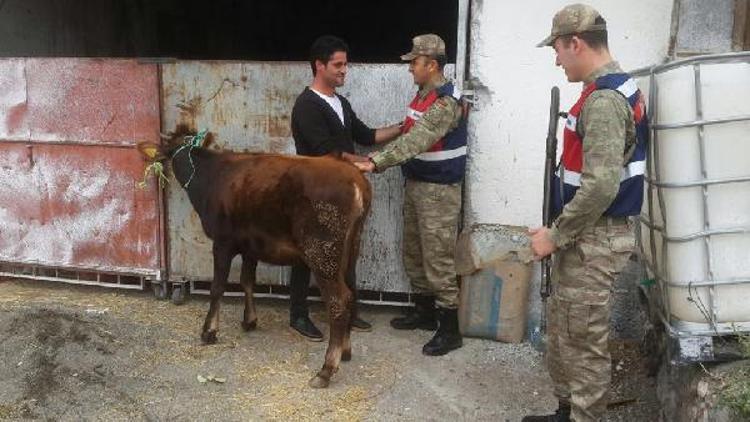 Tokatta hayvan hırsızlığına 5 tutuklama