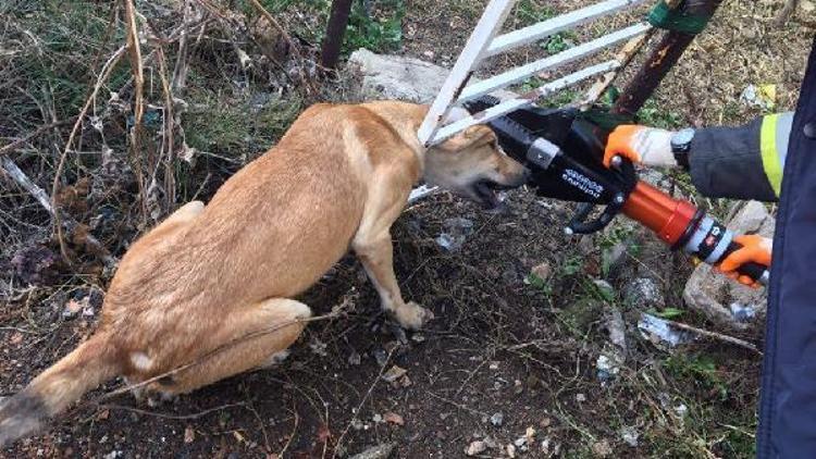 Kafası bahçe kapısına sıkışan köpeği itfaiye kurtardı