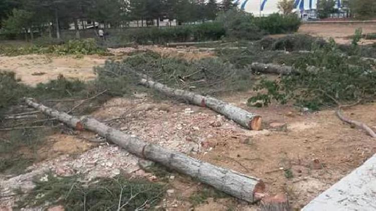 Meteoroloji gözleme istasyonunun veri üretmesi için ağaçlar kesildi