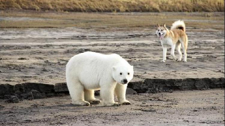 Kutup ayısı evinden 700 kilometre uzakta bulundu