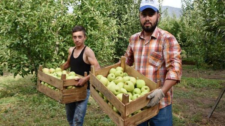 Ispartada 700 bin ton elma rekoltesi bekleniyor