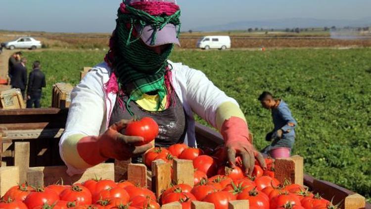 Çanakkalede domates son hasatta yüz güldürdü