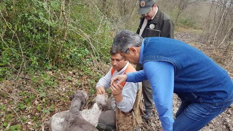 Köpekler çıkarıyor, kilosu 3 bin eurodan alıcı buluyor