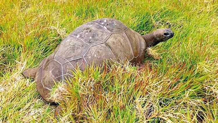 Dünyanın en yaşlı kaplumbağası eşcinselmiş