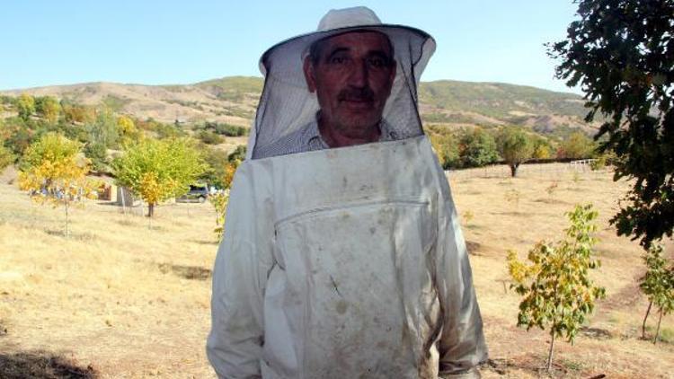 Bingölde, ödüllü arıcının bal kovanlarına ayılar saldırdı