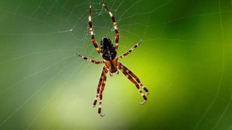 Alman bilim insanları: Yılan ve örümcek korkusu evrim kökenli