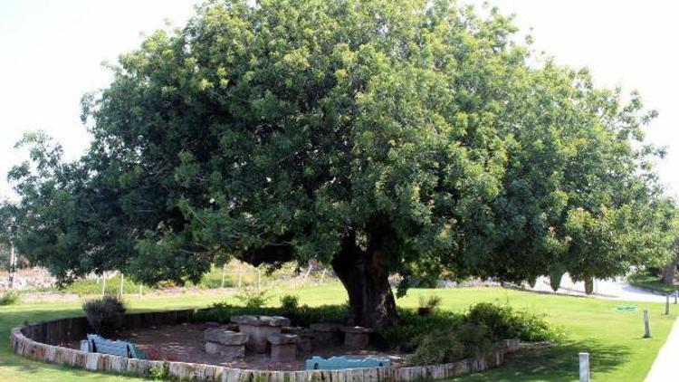 Tarihin tanığı anıt ağaçlar gelecek kuşaklar için hazırlanıyor