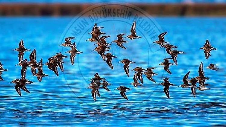 Kuş Cenneti Foto Safari Yarışması’nın sonuçları açıklandı